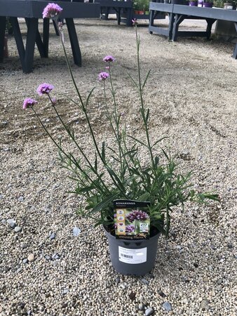 VERBENA bonariensis