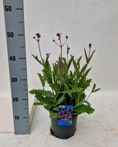 Verbena rigida 'Venosa'