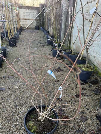 VIBURNUM plicatum  'Maresii'  40/50