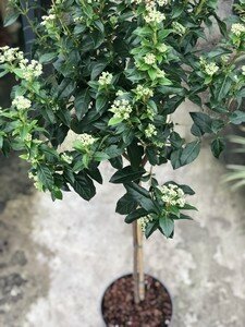 VIBURNUM tinus 60cm Stem