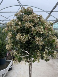 VIBURNUM tinus Eve Price Half Standard Crown 60-70cm