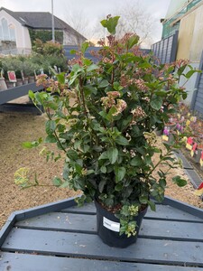 VIBURNUM tinus Lisa Rose 60-80cm