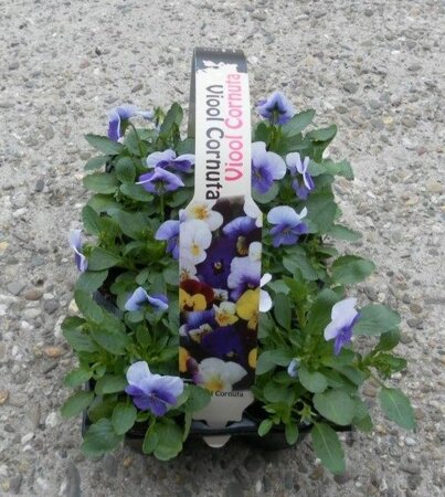 Viola cornuta mix* 6-pack