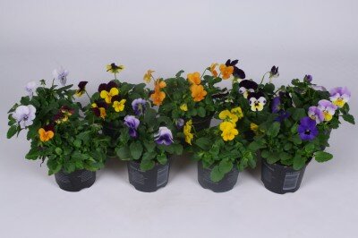 Viola  c.mixed