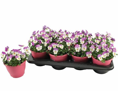 Viola cornuta pink/lilac