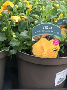 Viola Halo Golden Yellow