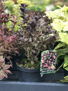 WEIGELIA NANA PURPUREA (Peat Free)