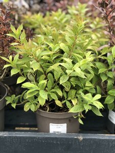 WEIGELIA Picobella Rosso