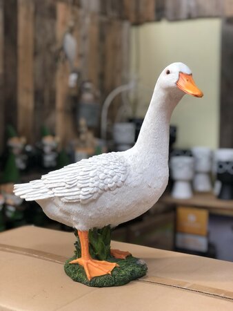 White Duck