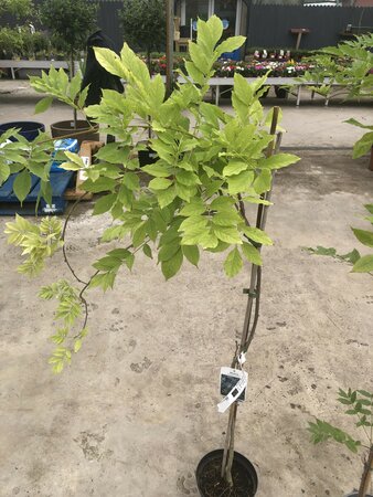 WISTERIA SINENSIS PROLIFIC