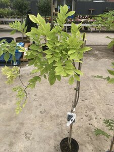 WISTERIA SINENSIS PROLIFIC