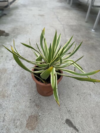 YUCCA gloriosa 'Variegata'  LV12