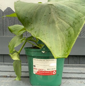 Zantedeschia aet. Snowwhite ®